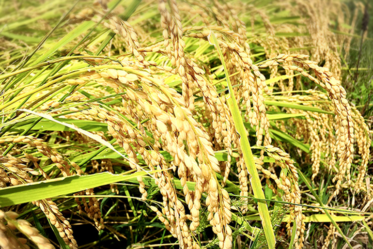重野農産の田んぼの稲穂